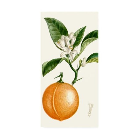 Turpin 'Turpin Fruit Iv' Canvas Art,12x24